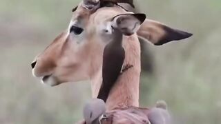 Deer with birds ????#febspot #funny