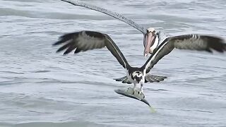 Eagle hunting ????#shortvideo #febspot