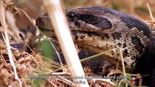How A Farmer Makes 2 Million Dollars From Python Skin - Snake Farm - Processing Factory