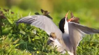 Birds life with chick's ????#febspot #Trending️