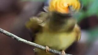 Yellow cute bird????#Trending️ #febspot