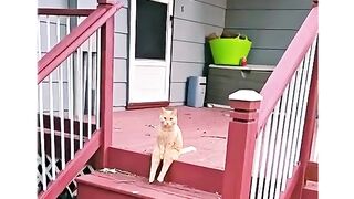 Kucing menunggu kang cilok