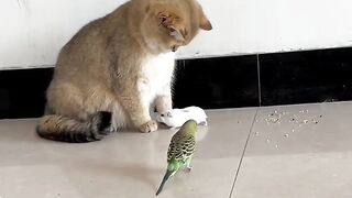 #The_cat_and_the_mouse_and_the_bird hahaha