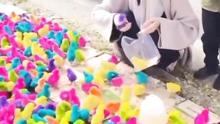 Ayam warna warni