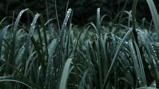 #rain #moody #cinematic #nature #macro