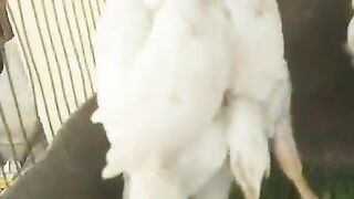 Feathers chicken