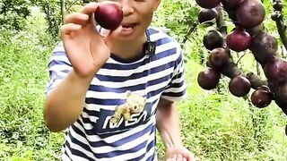 Fruit 6