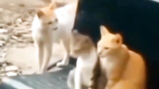 Sad cats 3