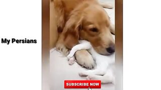 Cat playing with dog _ cat funny videos _ my Persians