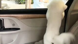 Happy dog seeing Owen after years