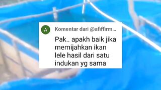 Induk lele SATU DARAH atau SATU KETURUNAN Apakah bagus untuk dikembang biakan❓
