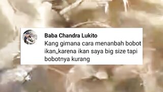 Cara menambah bobot ikan lele