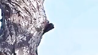 LEOPARD BERBURU RISA