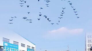 Birds training