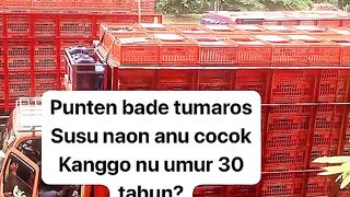 ayam broiler || kata kata lucu 296