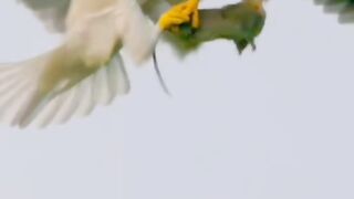 video 627