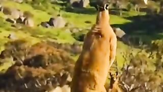 KANGURU VS KANGURU