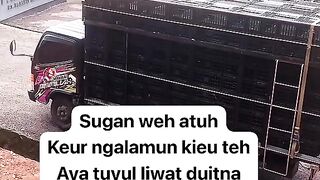 ayam broiler || kata kata lucu 297