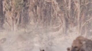 HYENA VS ANJING LIAR AFRIKA