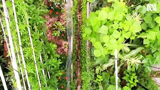 A highly productive small-scale urban garden  Urban Farming  Gardening Australia