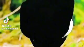 Birds 28