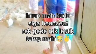 ayam broiler || kata kata lucu 301