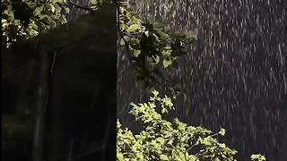#natureview #naturevideos #naturela #naturaleza #allaboutnature #raining #love