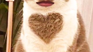 Cute cat 105