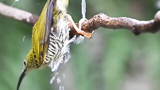 Cute small bird pani mai nihatay hoe????#Trending️ #febspot