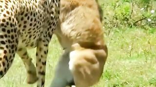Dangerous tiger ????#Trending️ #febspot