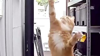 Funny cat video 38