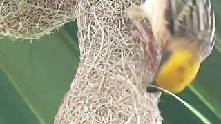 Bird apna new ghar bnany mai masroof????#febspot