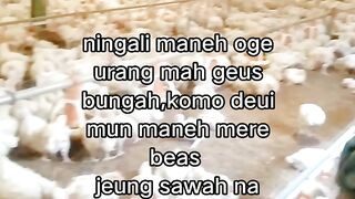 ayam broiler || kata kata lucu 303