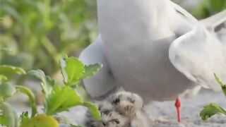 Birds apny chotay bchy ke sath????#febspot #Trending️