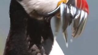 Hunting duck ????#Trending️ #febspot