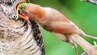 Birds love????#febspot #Trending️
