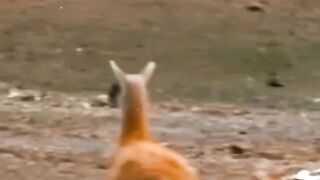 Tiger vs deer????#Trending️ #febspot