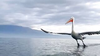 Bird flying ????#Trending️ #febspot