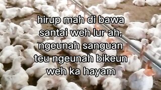 ayam broiler || kata kata lucu 305