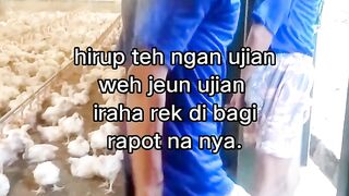 ayam broiler || kata kata lucu 306
