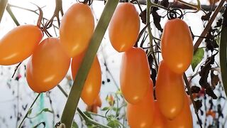 CHERRY TOMATO