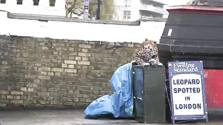 LEOPARD_PRANK!