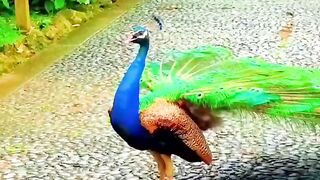Peacock 6