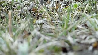 CHICKEN SOUP & CORDYCEPS