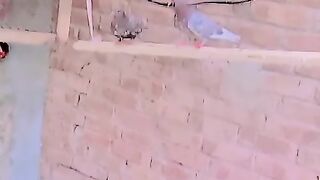 Birds house 2