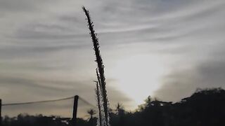 Dikala senja