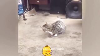 You Laugh You Lose ????Funniest Dogs and Cats 2024 ????????.
