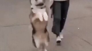 This dog can dance very well. So Doesn't he deserve an Oscar?