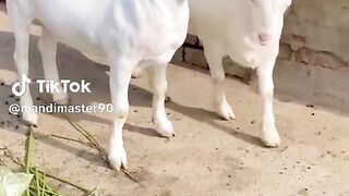 Qurbani 2024 beautiful animal hobbies