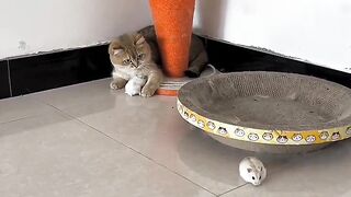 #Cat_Mouse_became_friends_after_enmity_haha